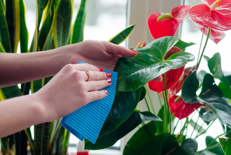 ศิลปะการจัดดอกไม้เริ่มต้น โดย Florazolehalo